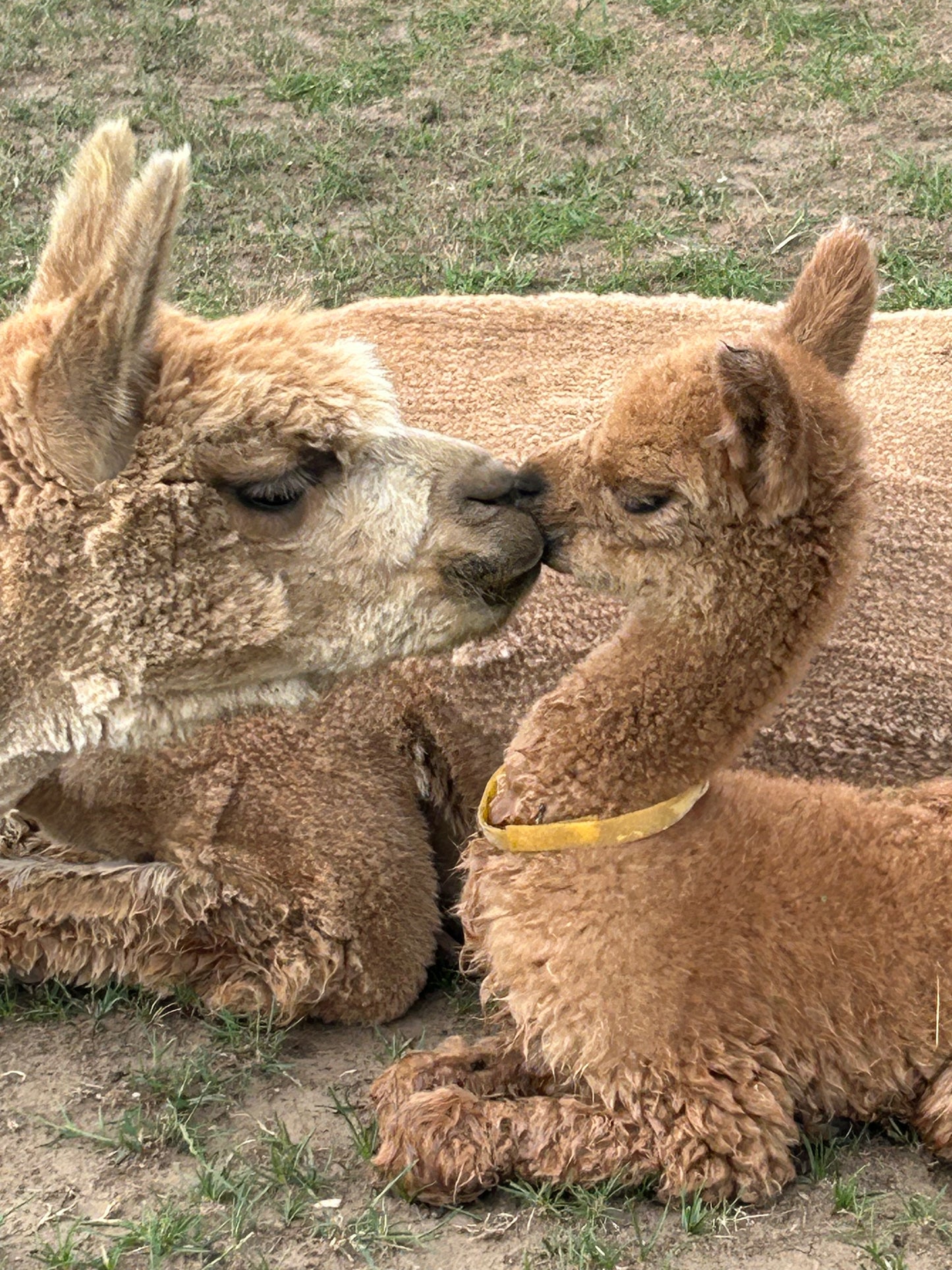 Adopt a Cria – Sentinel Ranch Alpacas
