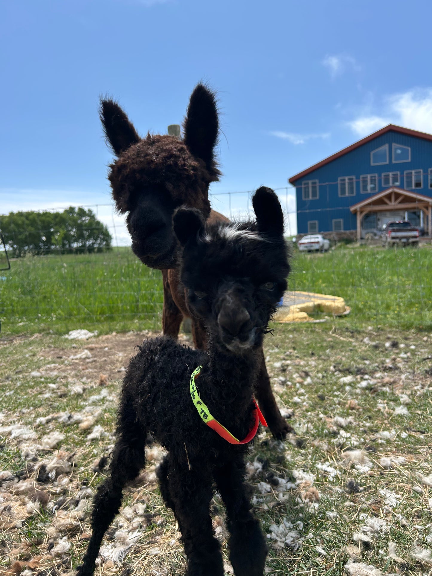 Adopt a Cria – Sentinel Ranch Alpacas