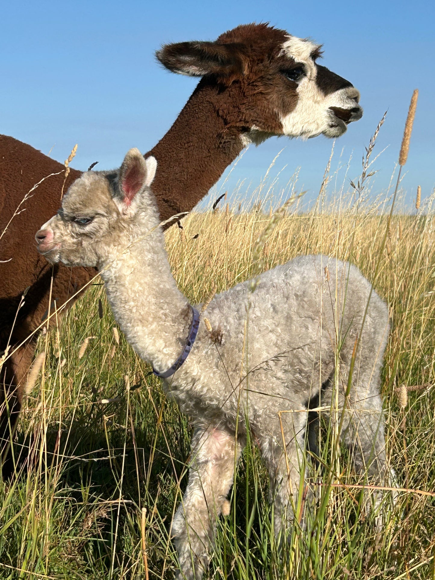 Adopt a Cria – Sentinel Ranch Alpacas