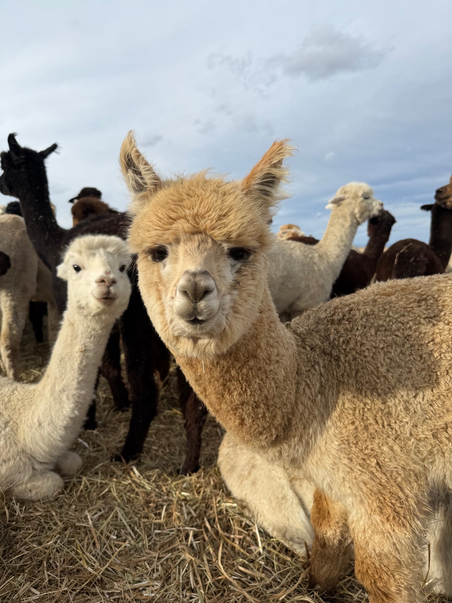 Adopt a Cria – Sentinel Ranch Alpacas