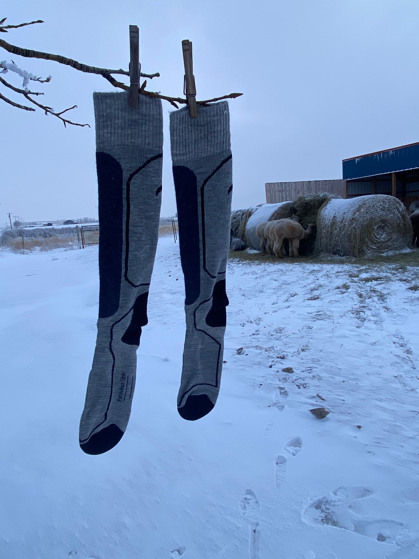 Alpaca Ski and Sport Sock | Best Seller – AlpacaLand