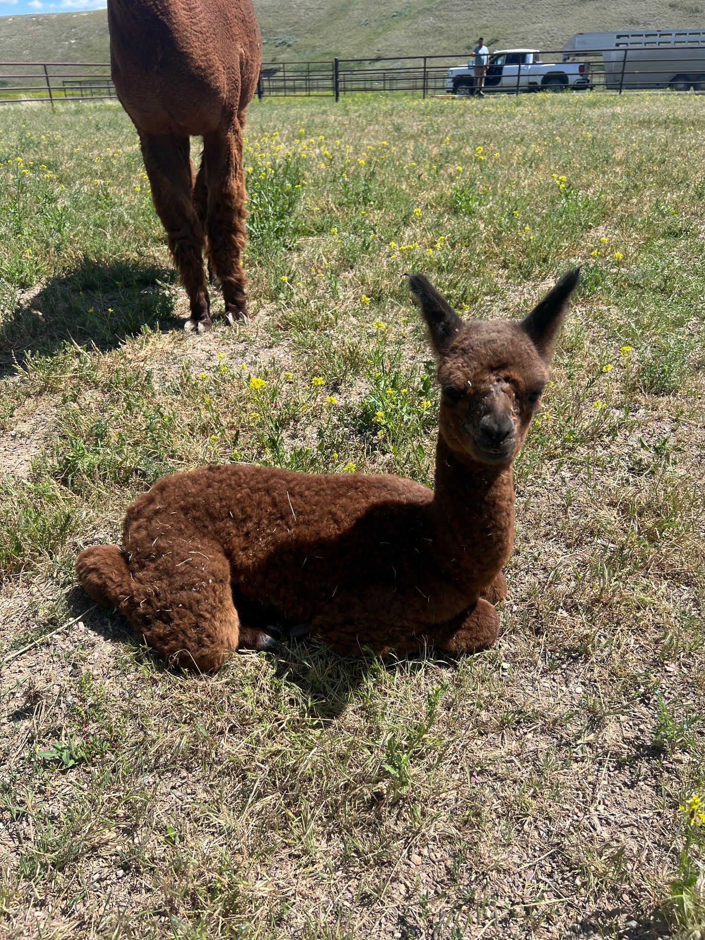 Name the Cria