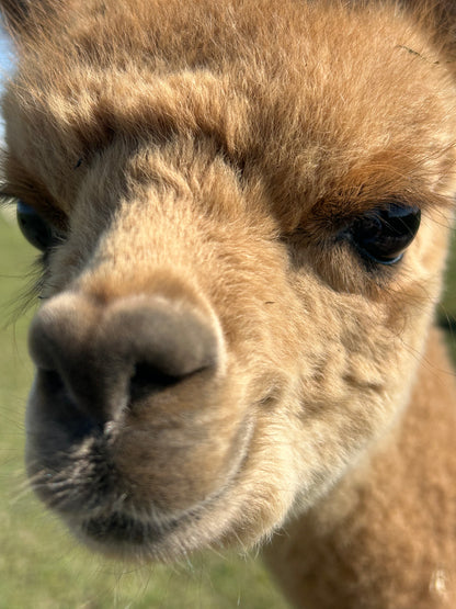 Name the Cria