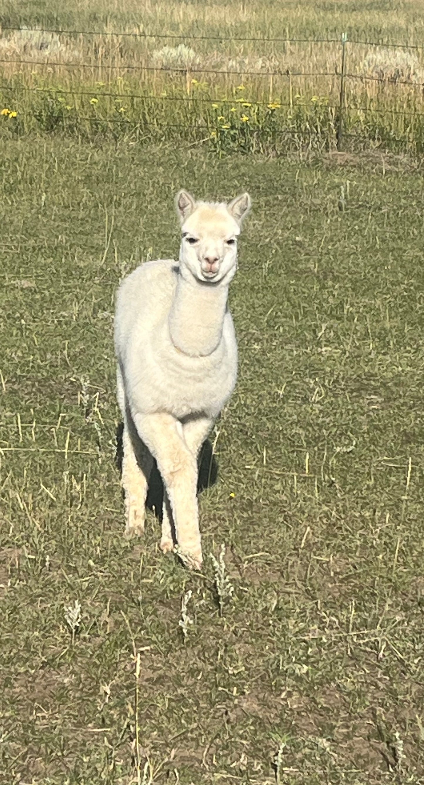 Name the Cria
