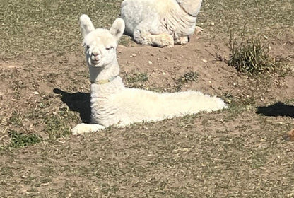 Name the Cria