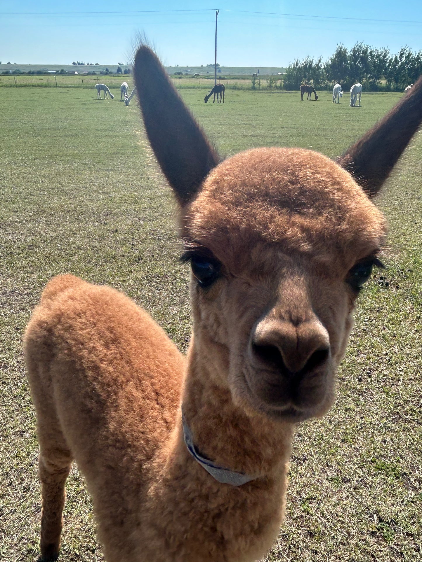 Name the Cria