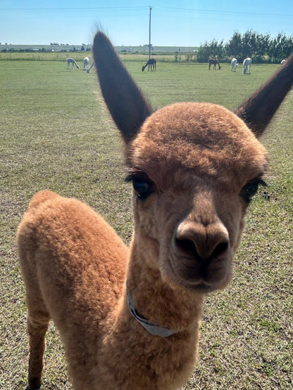 Name the Cria