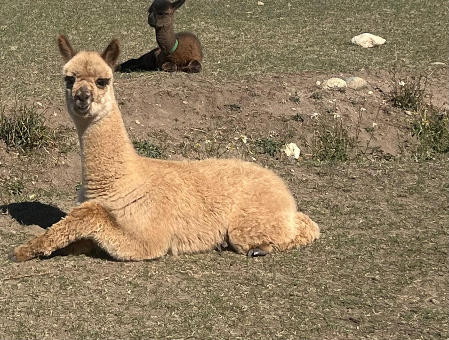Name the Cria