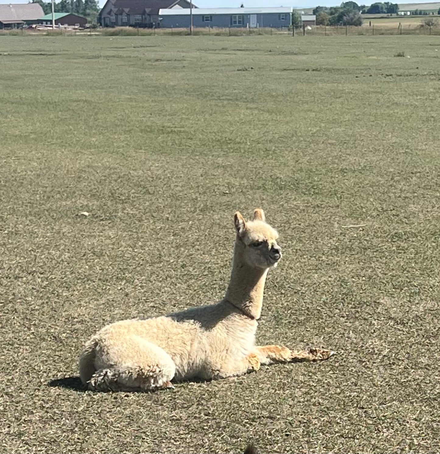 Name the Cria