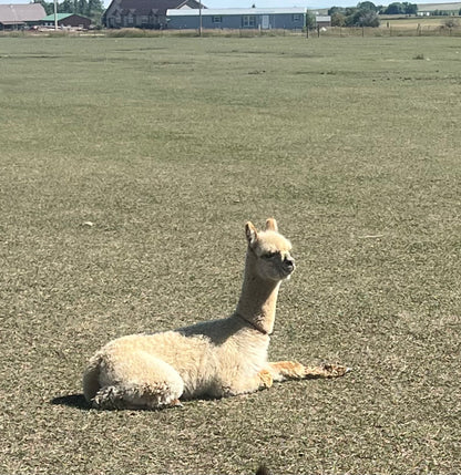 Name the Cria