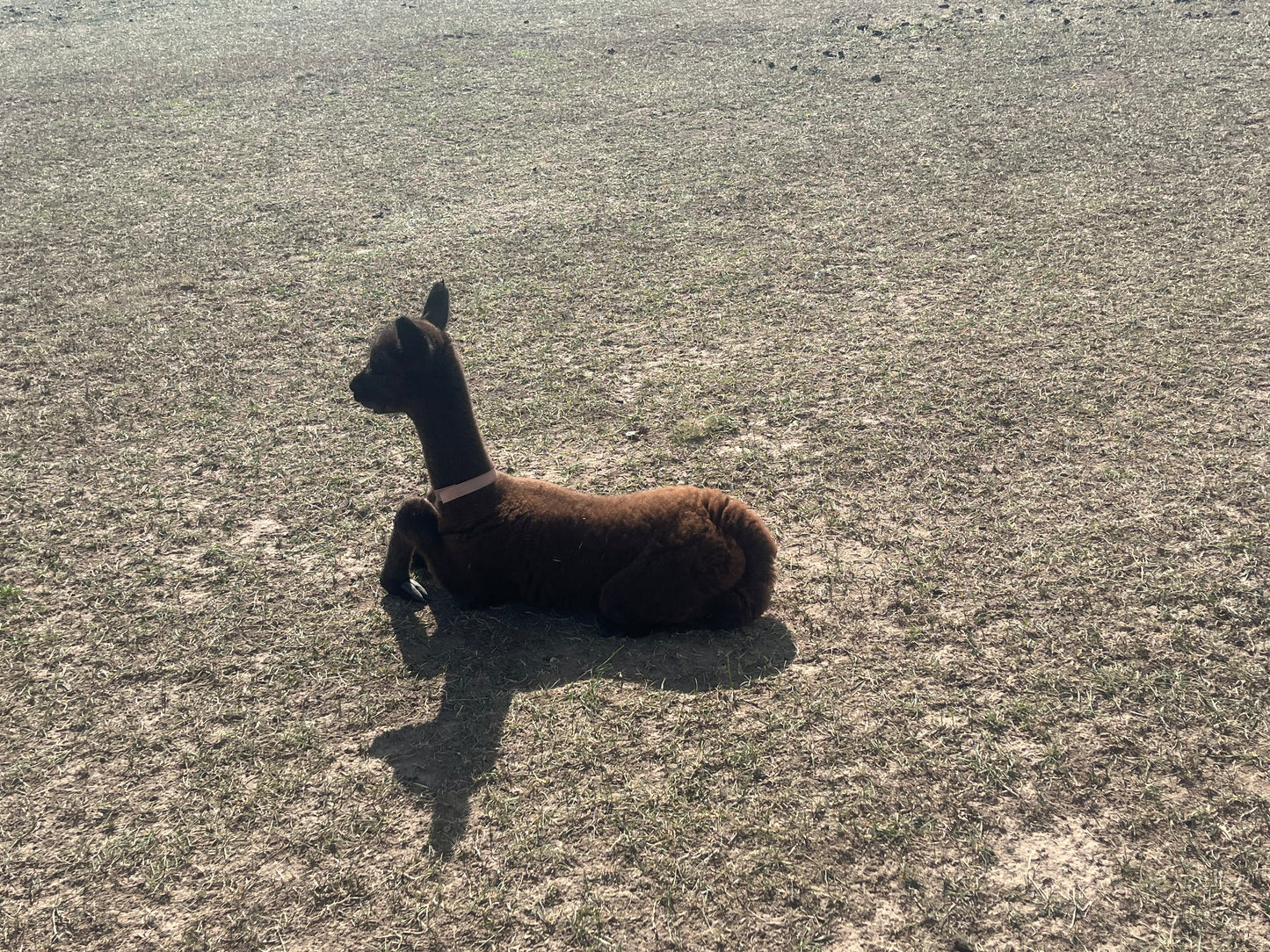 Name the Cria
