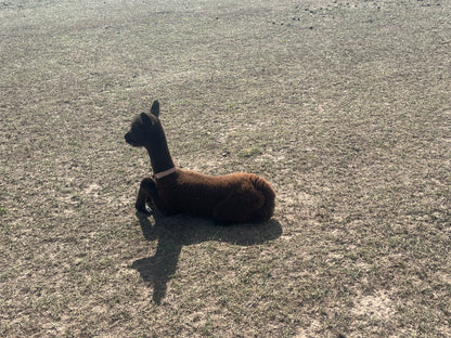 Name the Cria