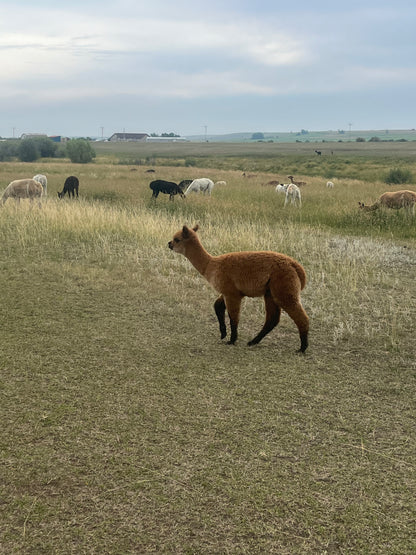 Name the Cria