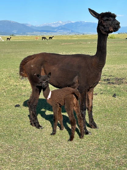 Name the Cria