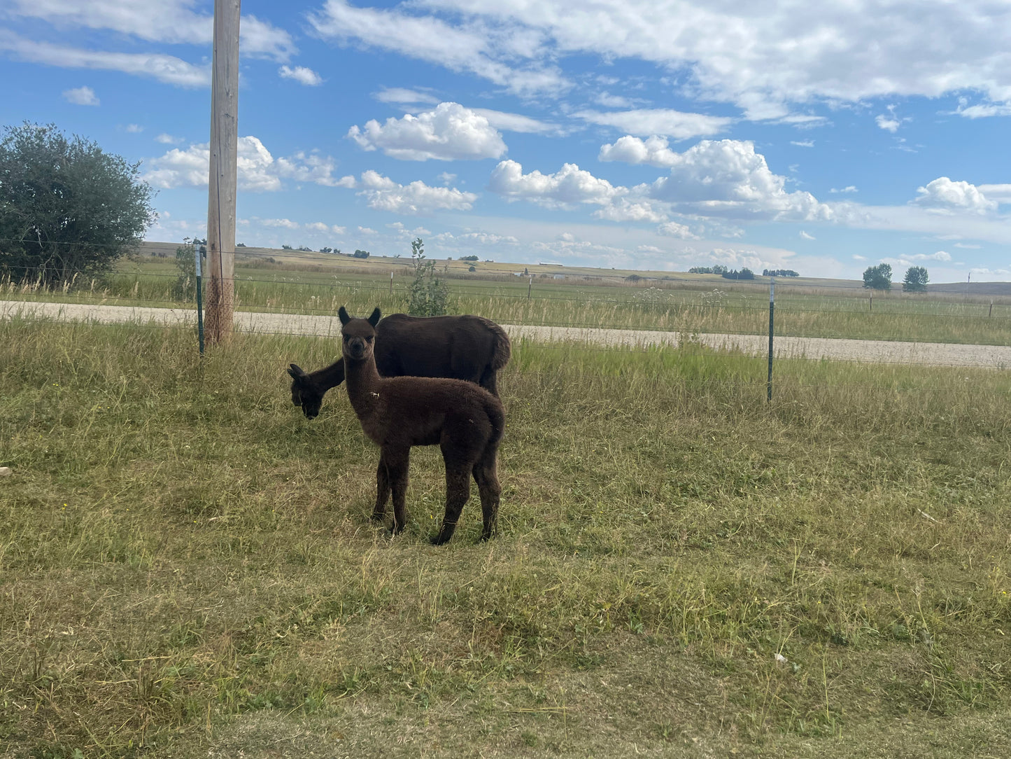 Name the Cria