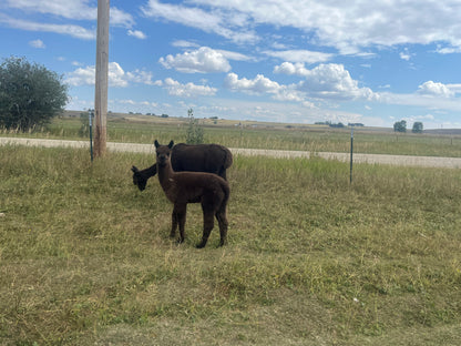 Name the Cria
