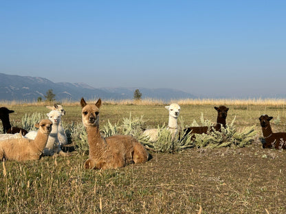 Name the Cria