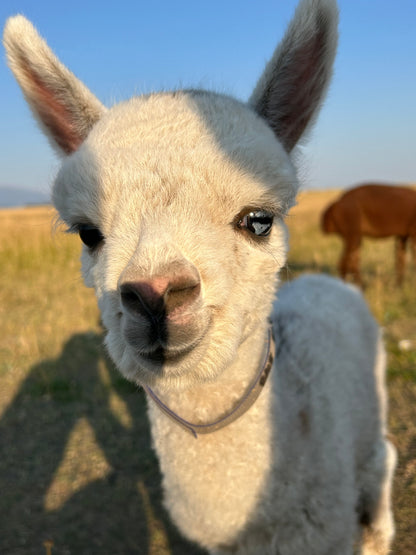 Name the Cria