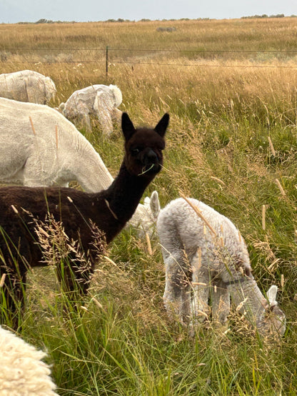 Name the Cria