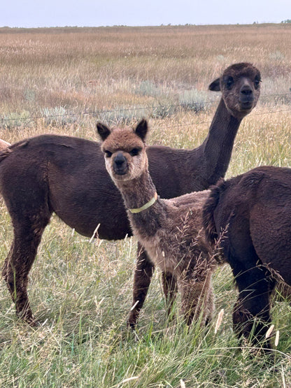Name the Cria