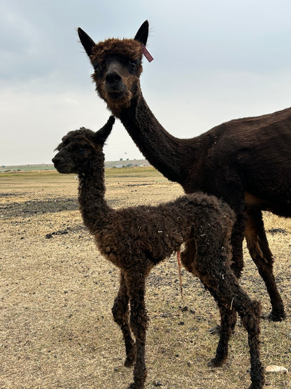 Name the Cria