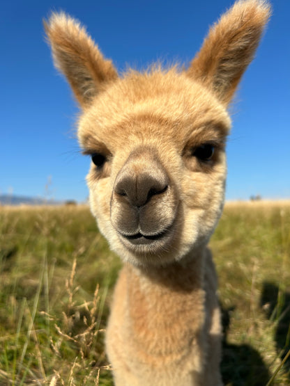 Name the Cria