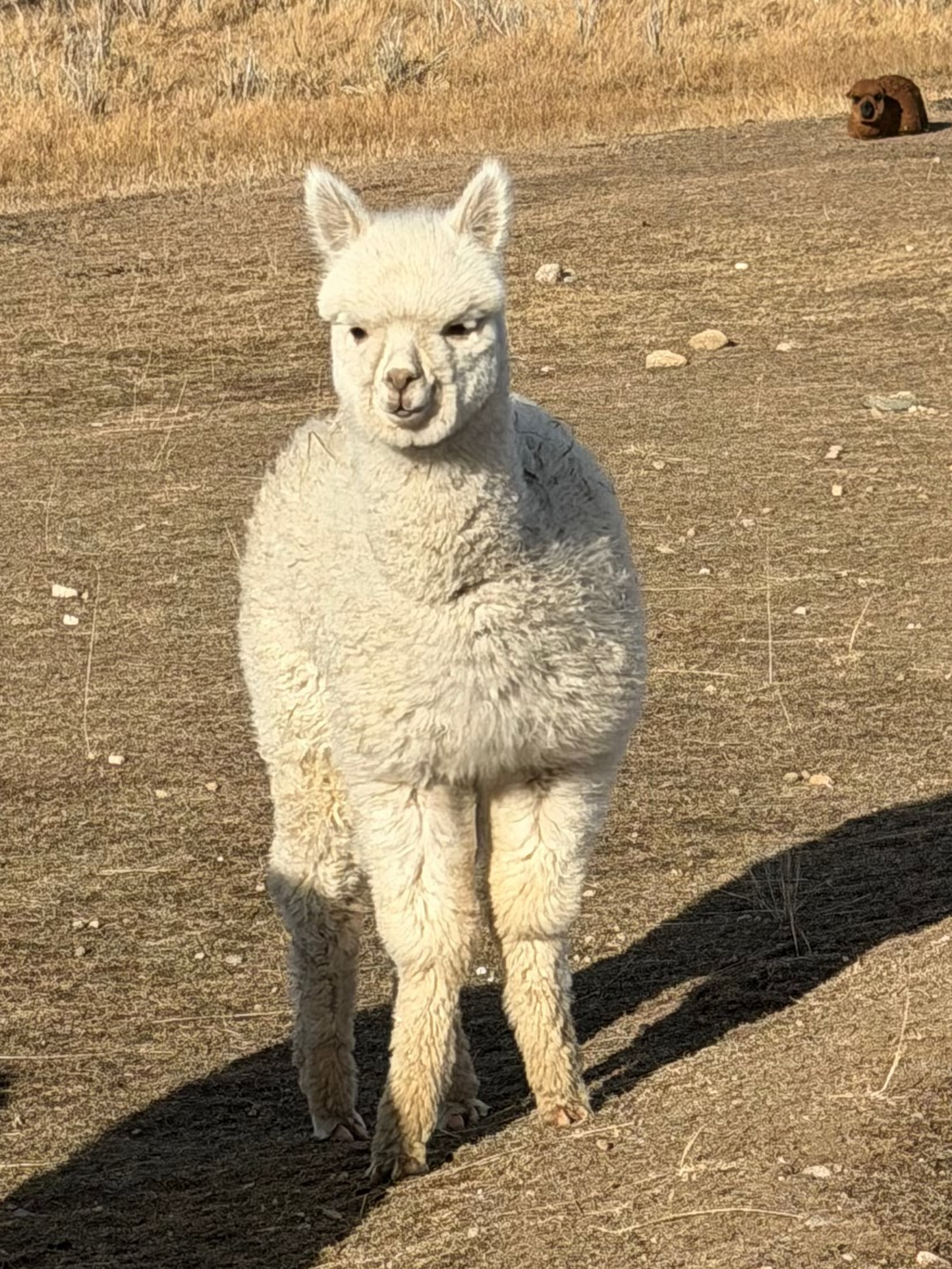 Adopt a Cria – Sentinel Ranch Alpacas