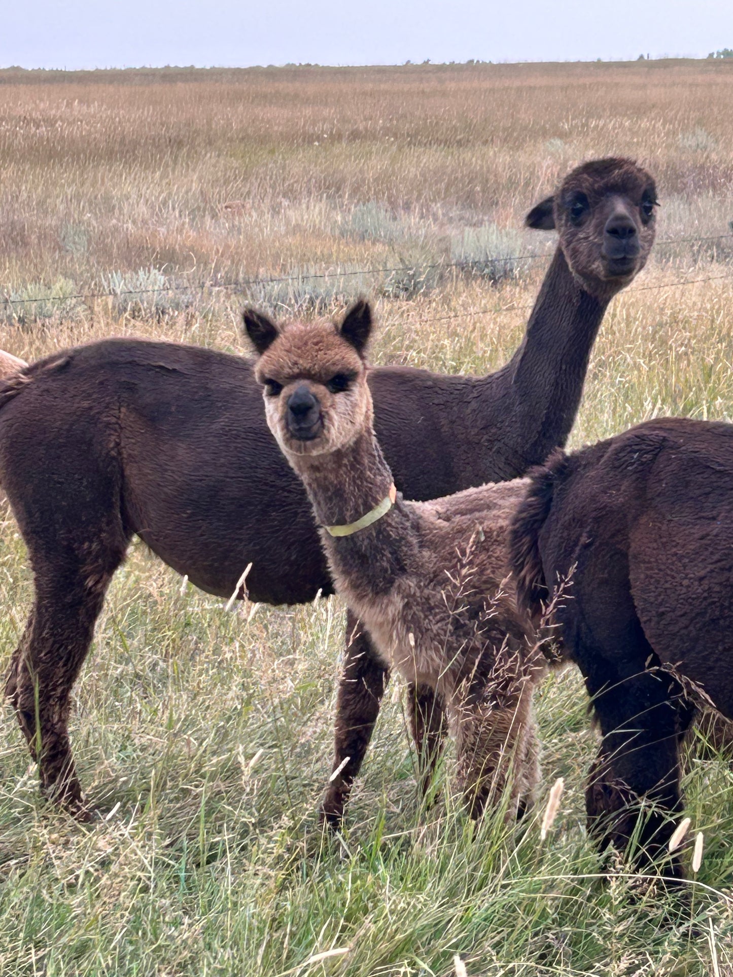 Adopt a Cria – Sentinel Ranch Alpacas