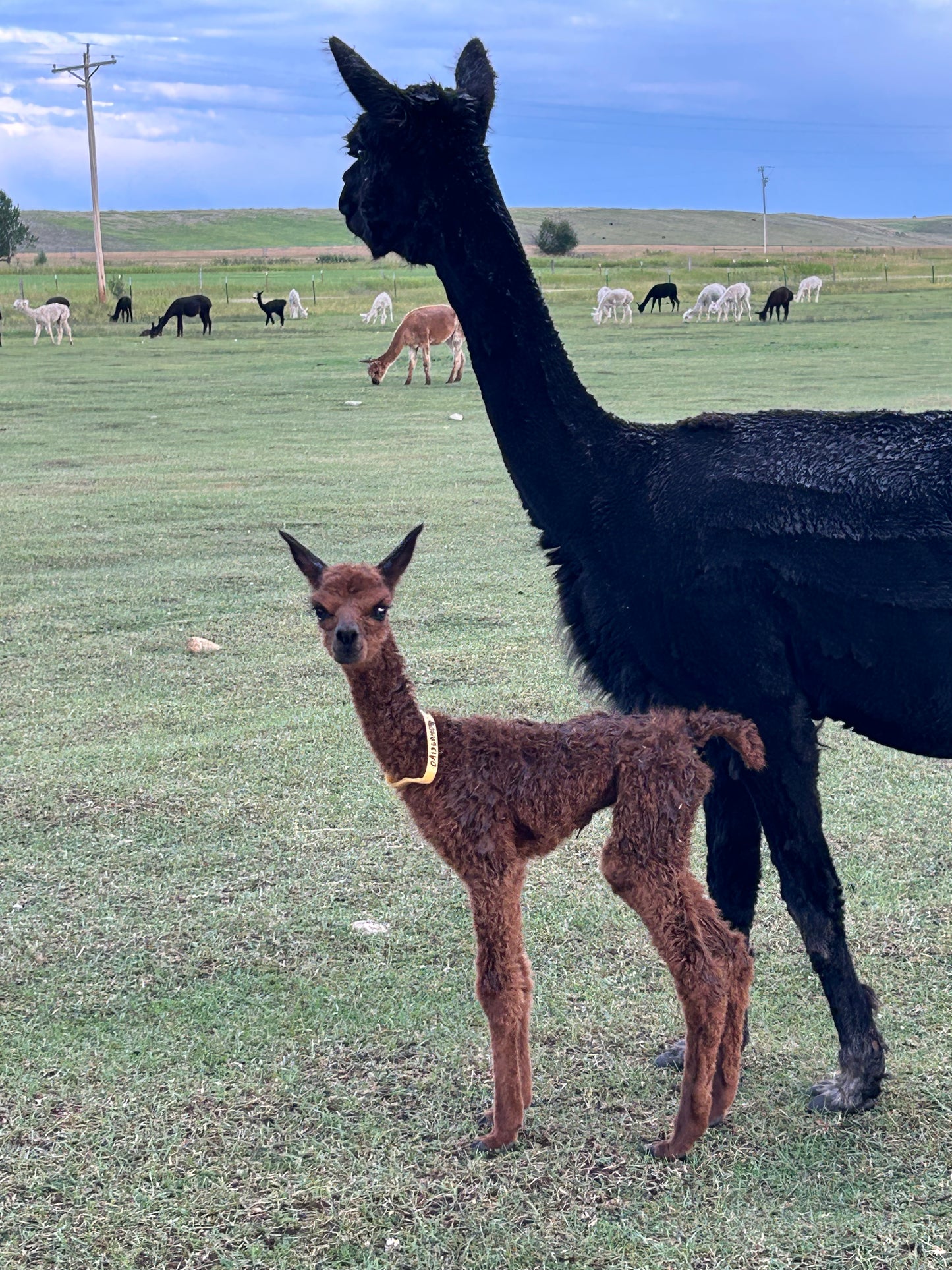 Adopt a Cria – Sentinel Ranch Alpacas