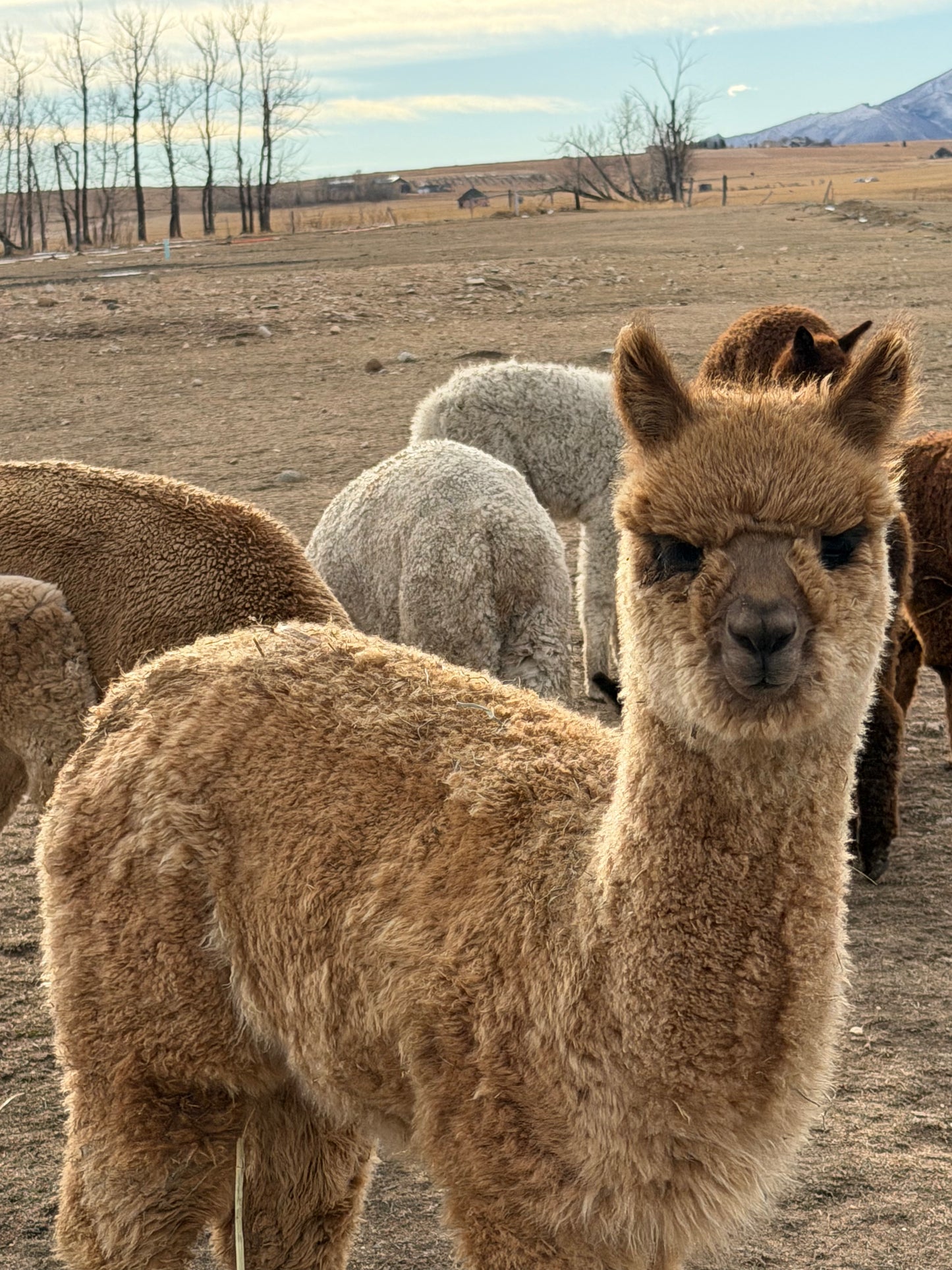 Adopt a Cria – Sentinel Ranch Alpacas
