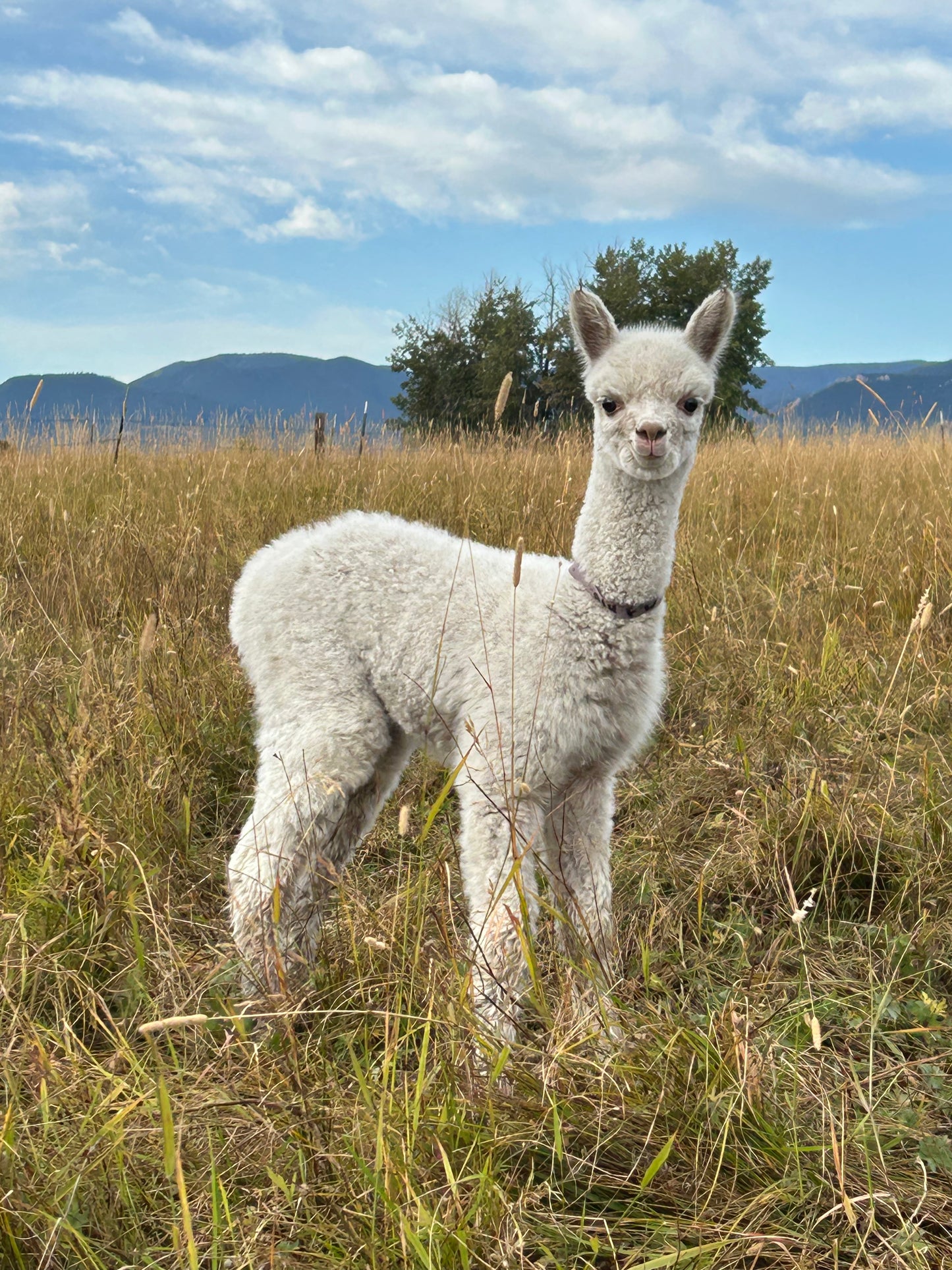 Adopt a Cria – Sentinel Ranch Alpacas