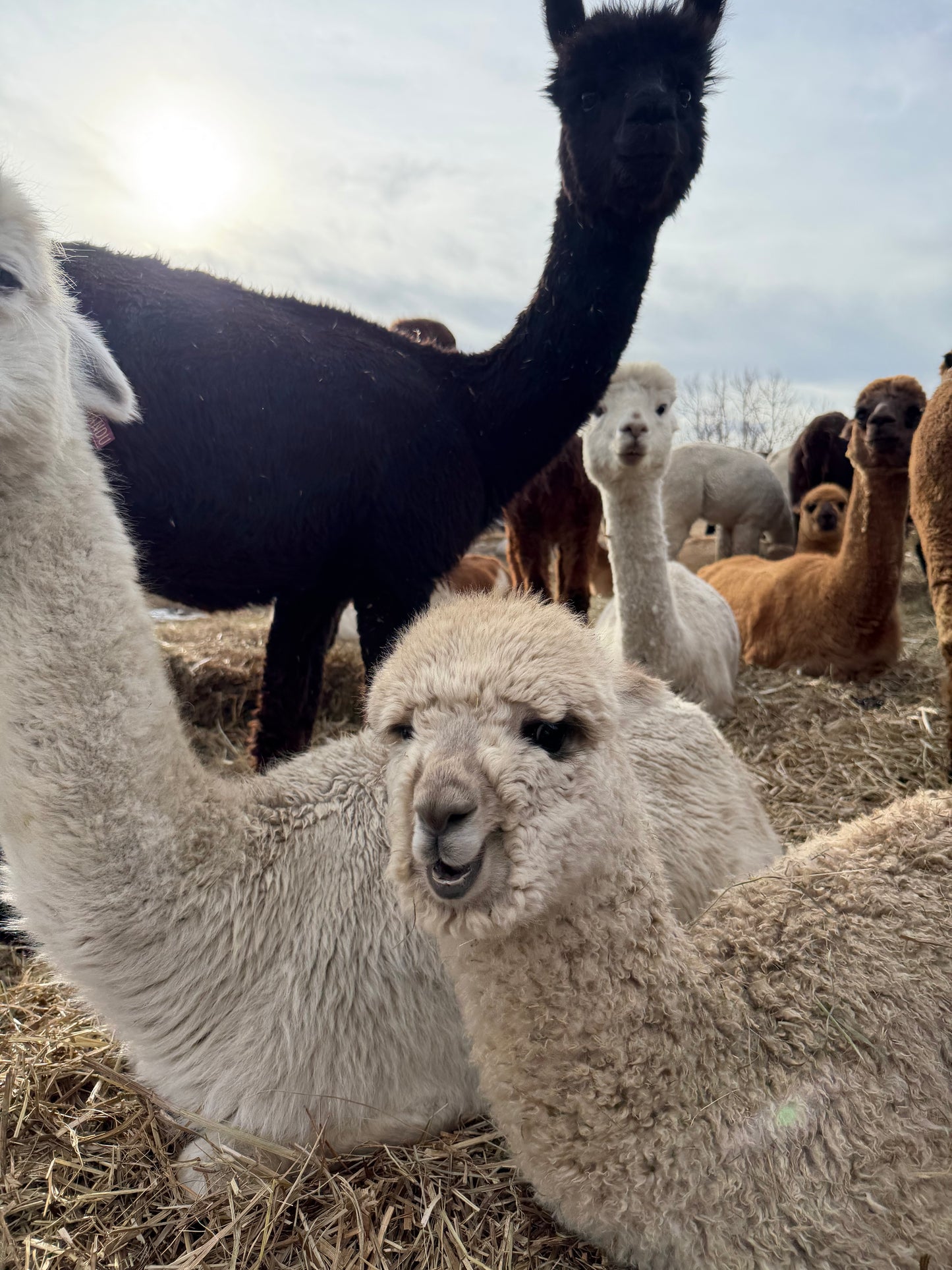 Adopt a Cria – Sentinel Ranch Alpacas