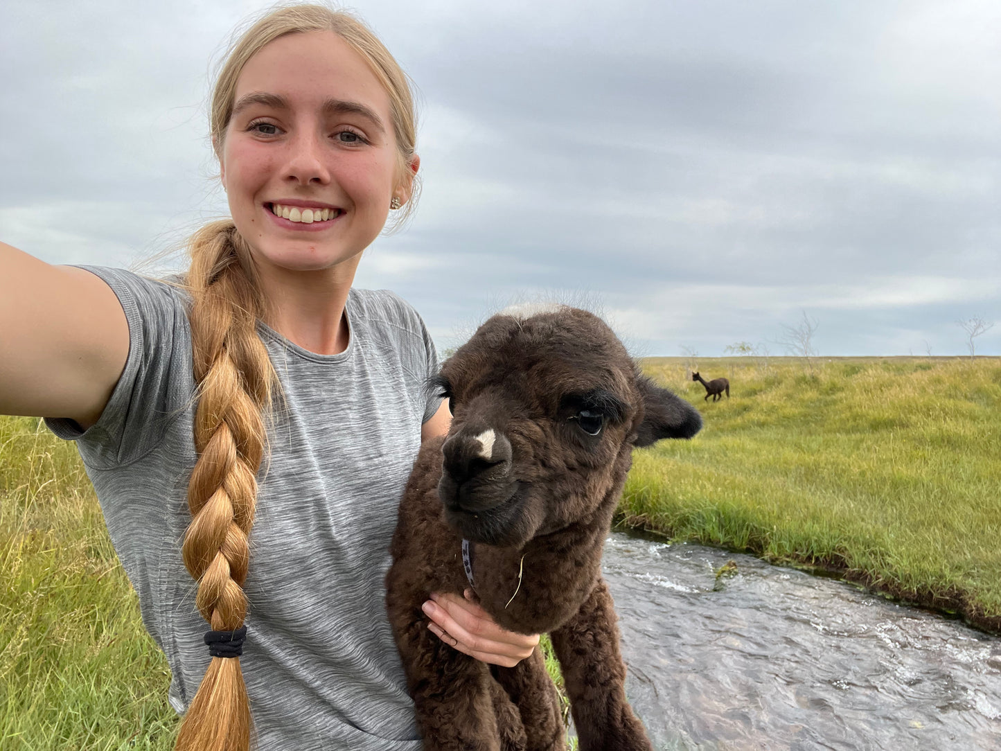 Adopt a Cria – Sentinel Ranch Alpacas
