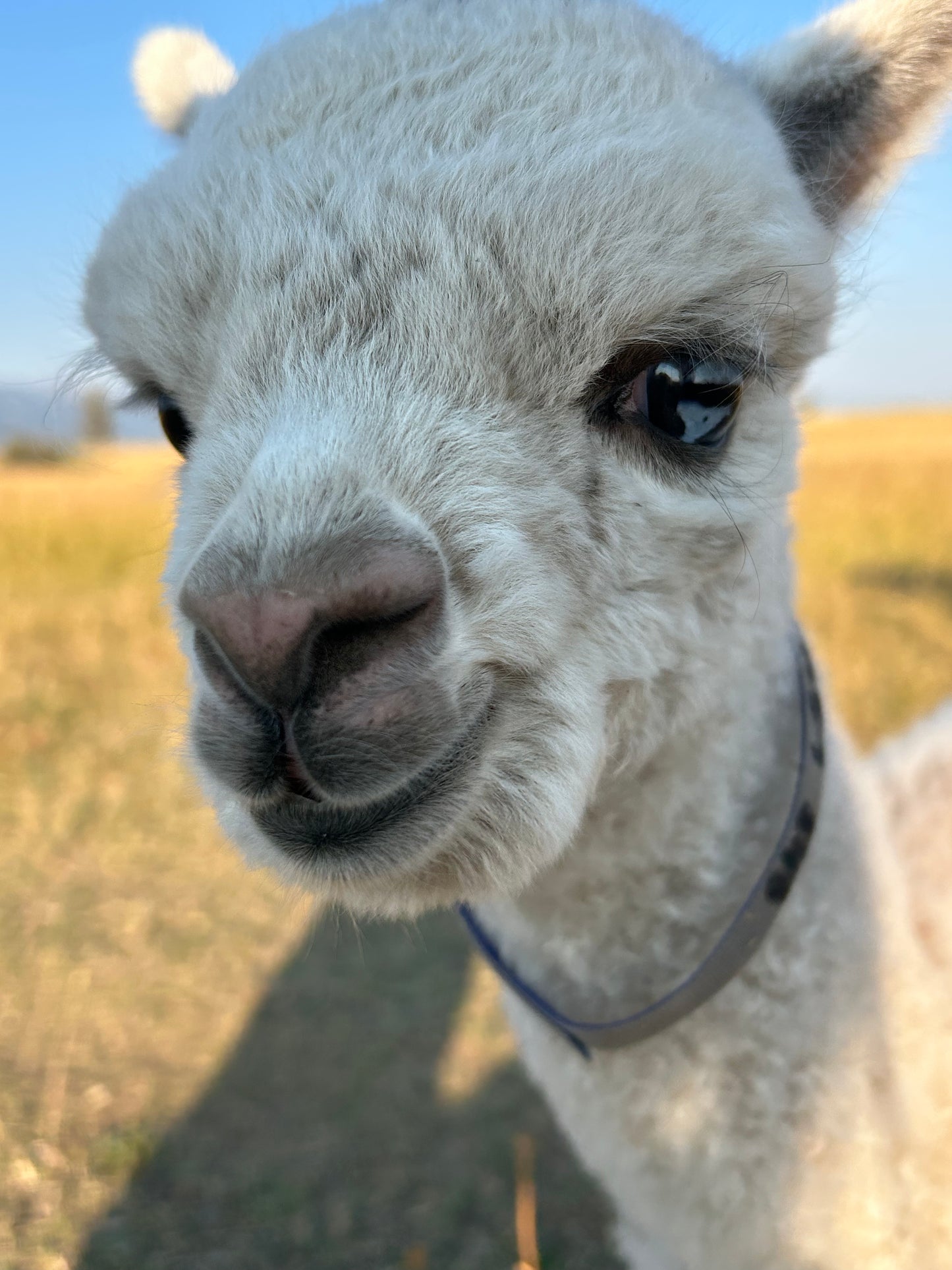 Adopt a Cria – Sentinel Ranch Alpacas