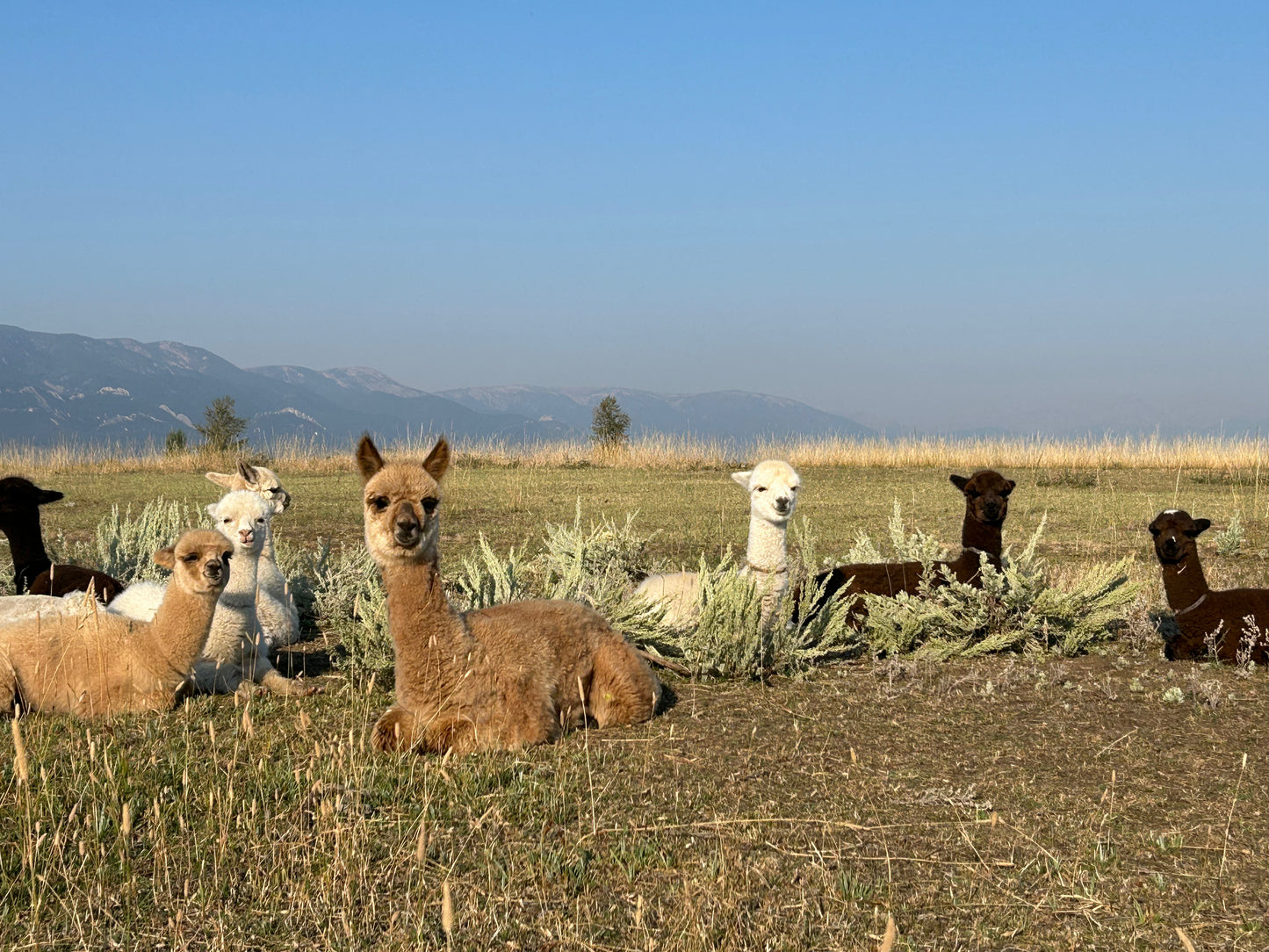 Adopt a Cria – Sentinel Ranch Alpacas