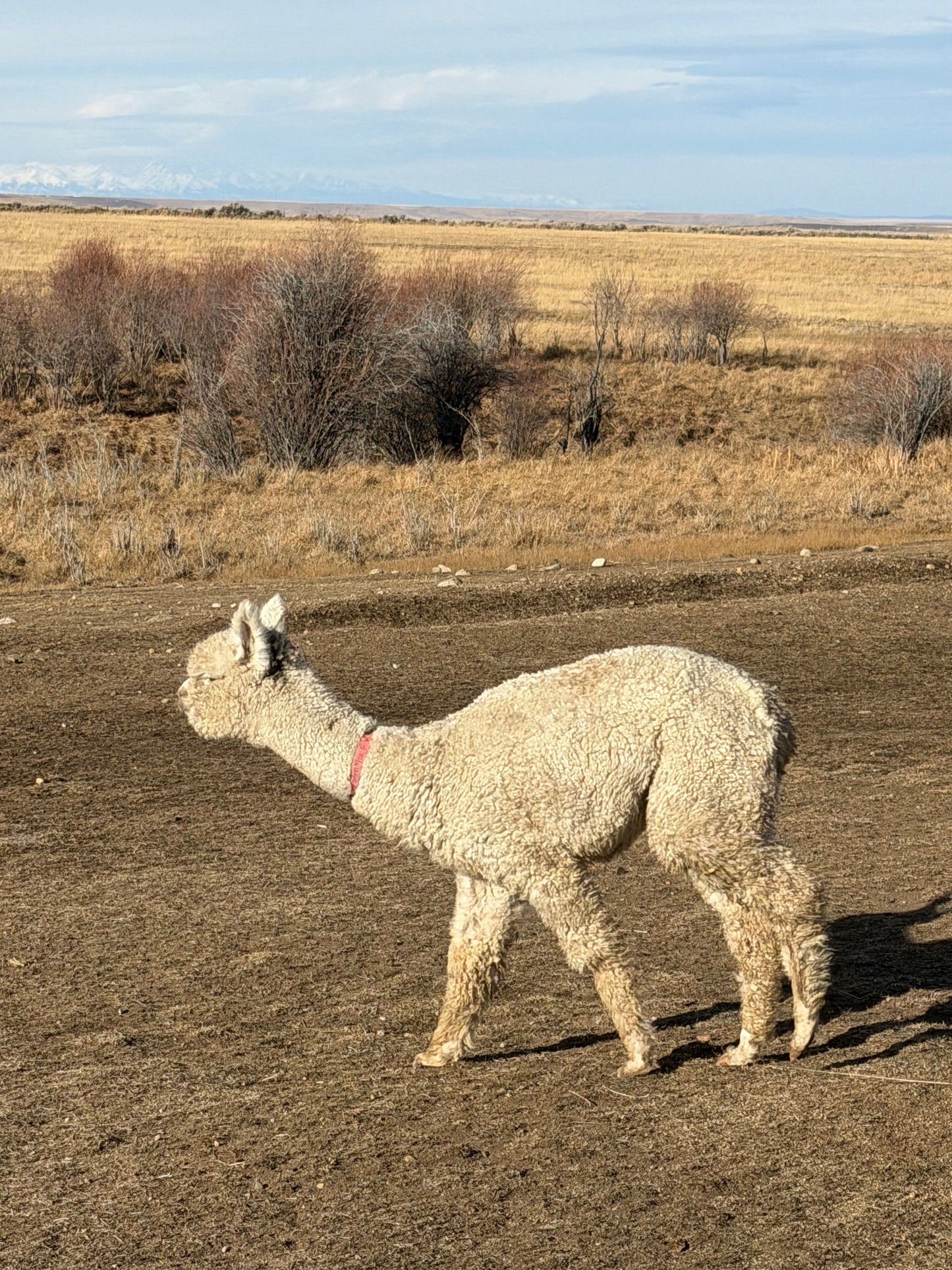 Adopt a Cria – Sentinel Ranch Alpacas