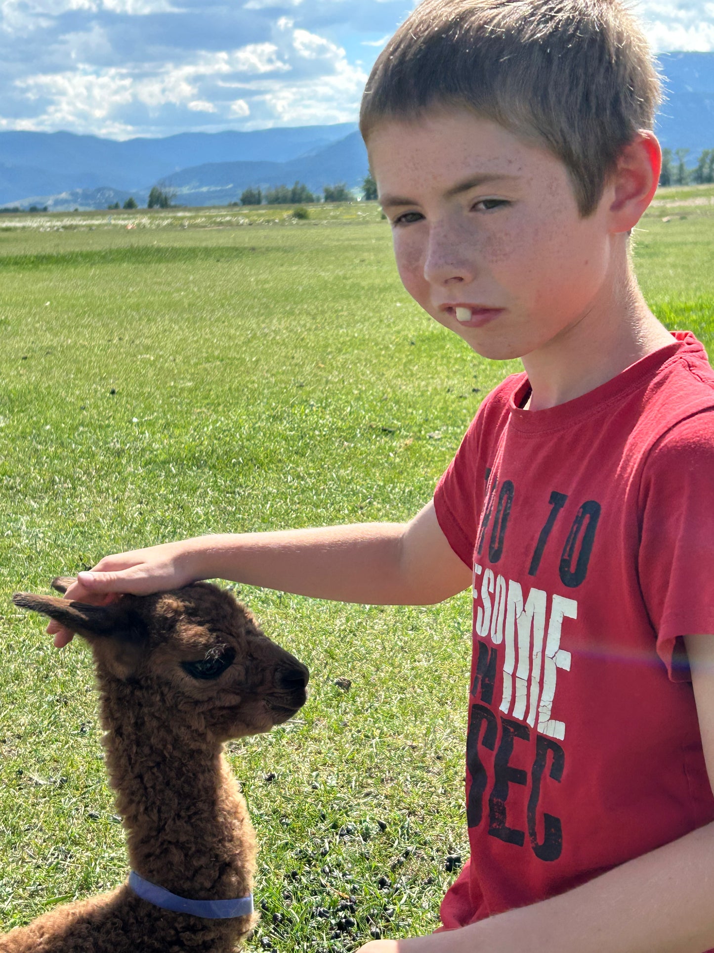 Adopt a Cria – Sentinel Ranch Alpacas