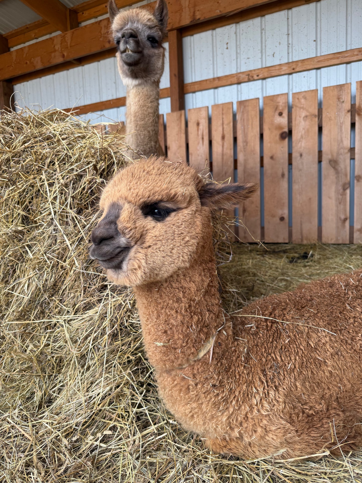 Adopt a Cria – Sentinel Ranch Alpacas